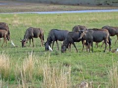 Pilanesberg