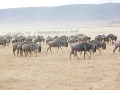 Ngorongoro