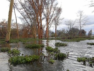 Lago Naivasha