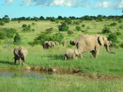 Lago Nakuru