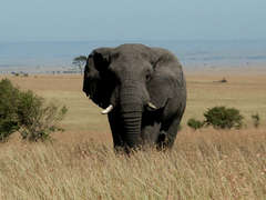 Masai Mara