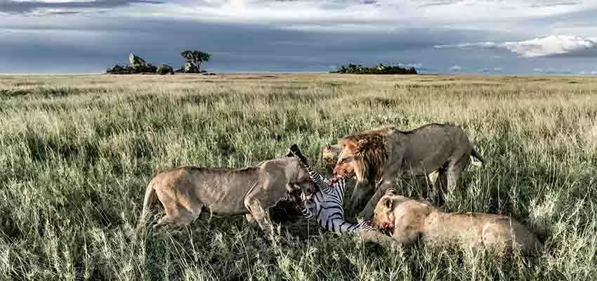 Gran Safari Desde Kenya a Tanzania 2025-2026