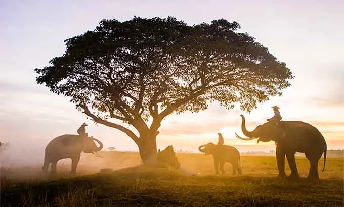 LO MEJOR DE TAILANDIA, PHUKET Y PHI PHI